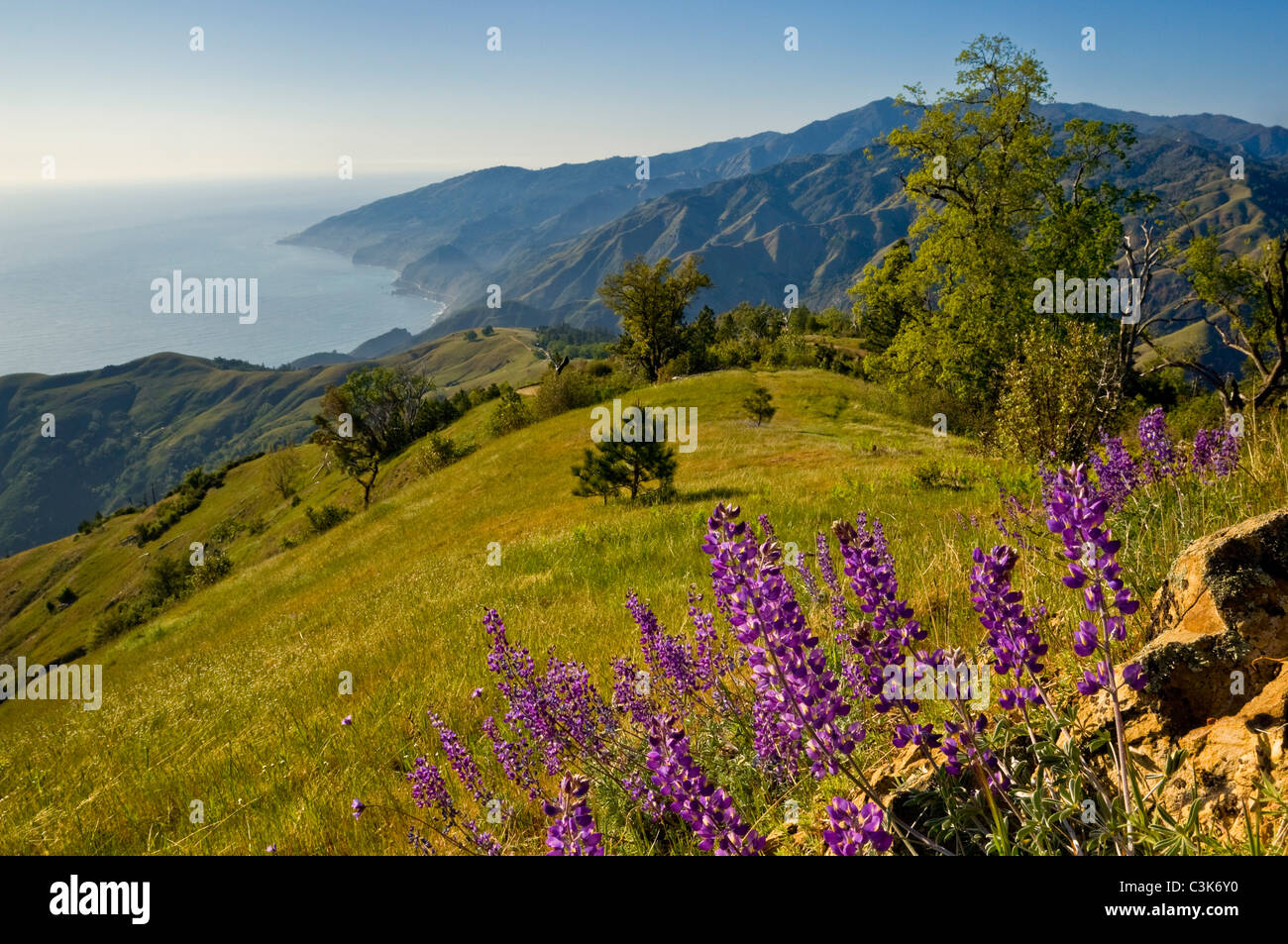 Lupine wildflowers and green hills in Spring on the Big Sur Coast