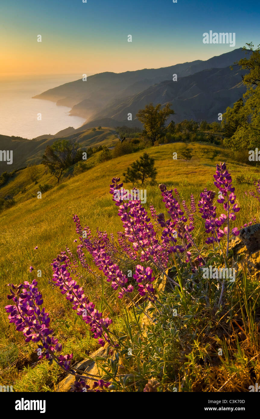 Spring Lupine wildflowers and green hills at sunset, Ventana Wilderness, Los Padres National Forest, Big Sur coast, California Stock Photo