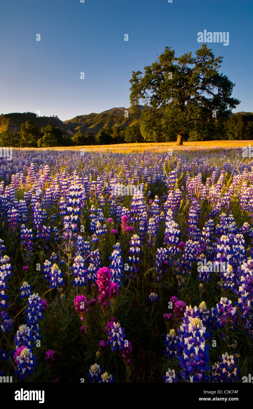 Field of Lupine and Owl's Clover wildflowers in Spring, Ventana Wilderness, Los Padres National Forest, California  Stock Photo