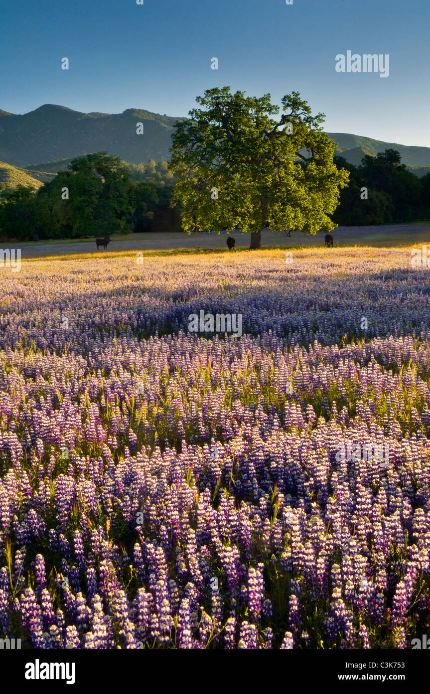 Field of Lupine and Owl's Clover wildflowers in Spring, Ventana Wilderness, Los Padres National Forest, California Stock Photo