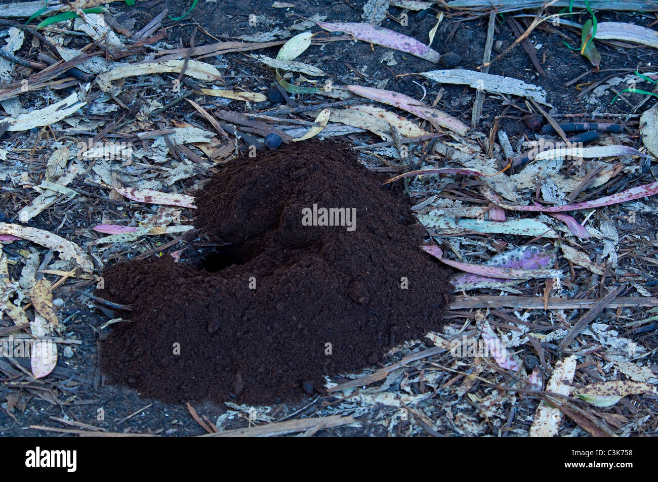 Pile of dirt at freshly dug animal rodent burrow hole in ground at Morro Bay State Park, Morro Bay, California Stock Photo