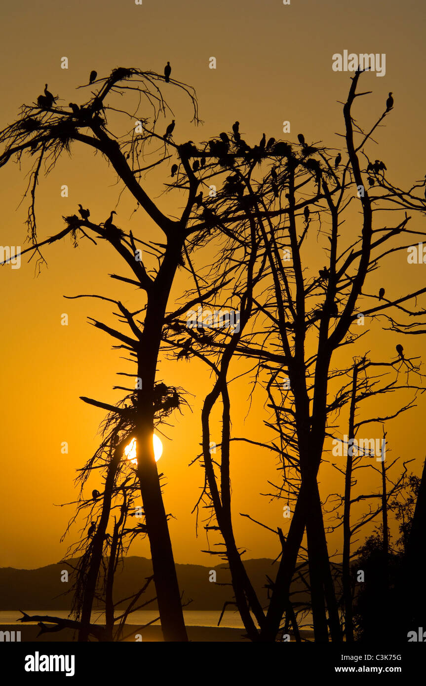 Heron and Cormorant nests in trees at sunset at Bird Rookery in Morro Bay State Park, Morro Bay