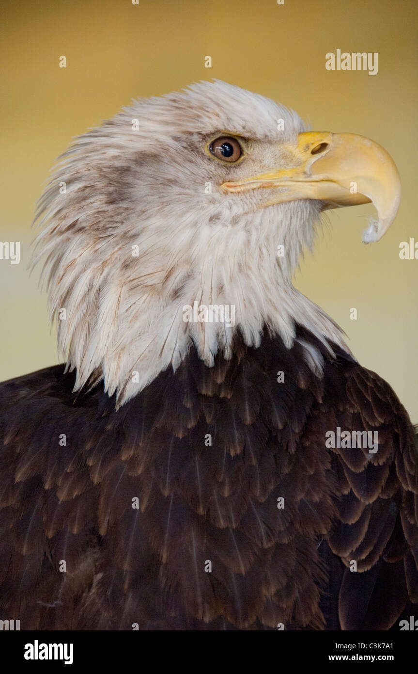 South Carolina, Charleston. South Carolina Aquarium. Bald eagle (Captive: Haliaeetus ...