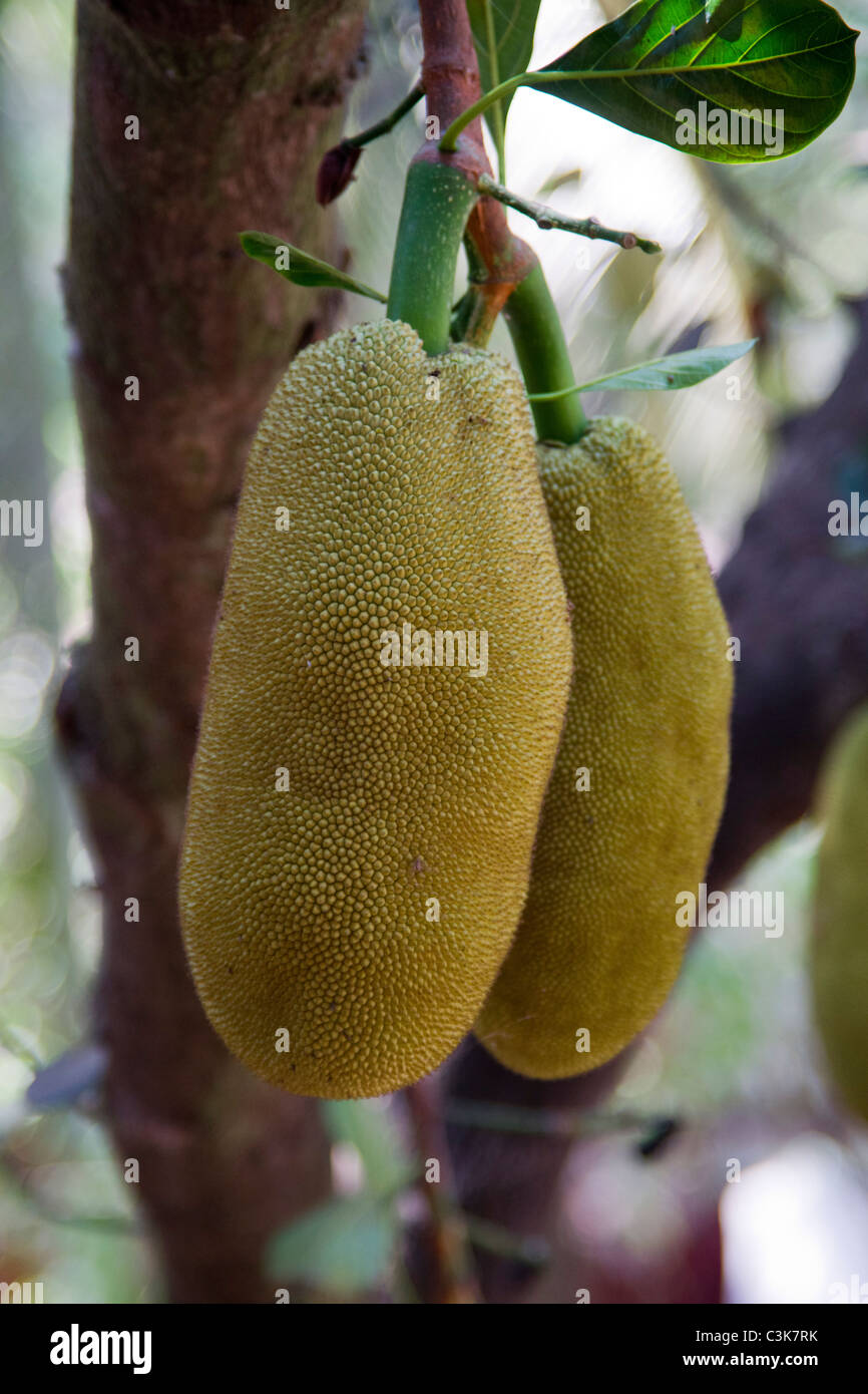 Jackfruit ripening on the tree in Goa Stock Photo Alamy