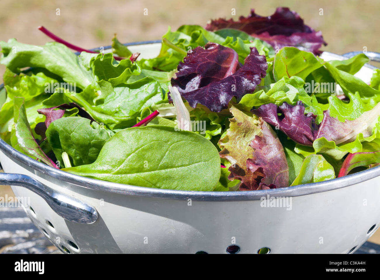 Mixed lettuce leaves in colander Stock Photo