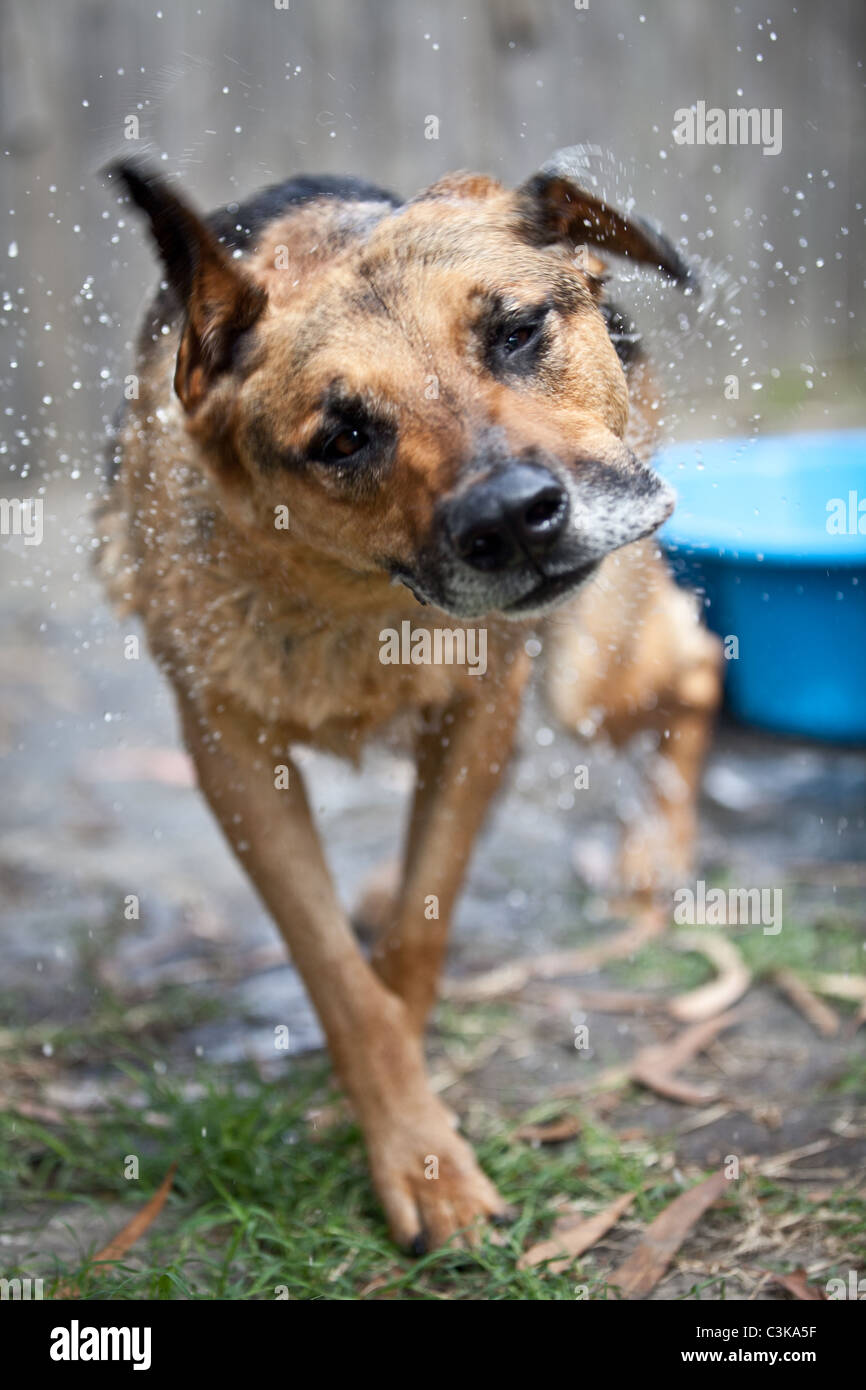 Dog shaking itself dry following a bath Stock Photo