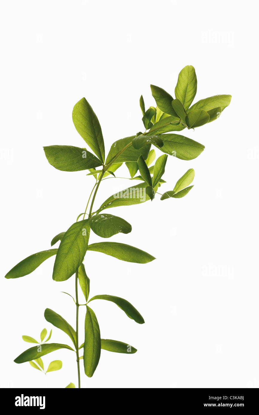 Leaves of Indigofera tinctoria, close-up Stock Photo