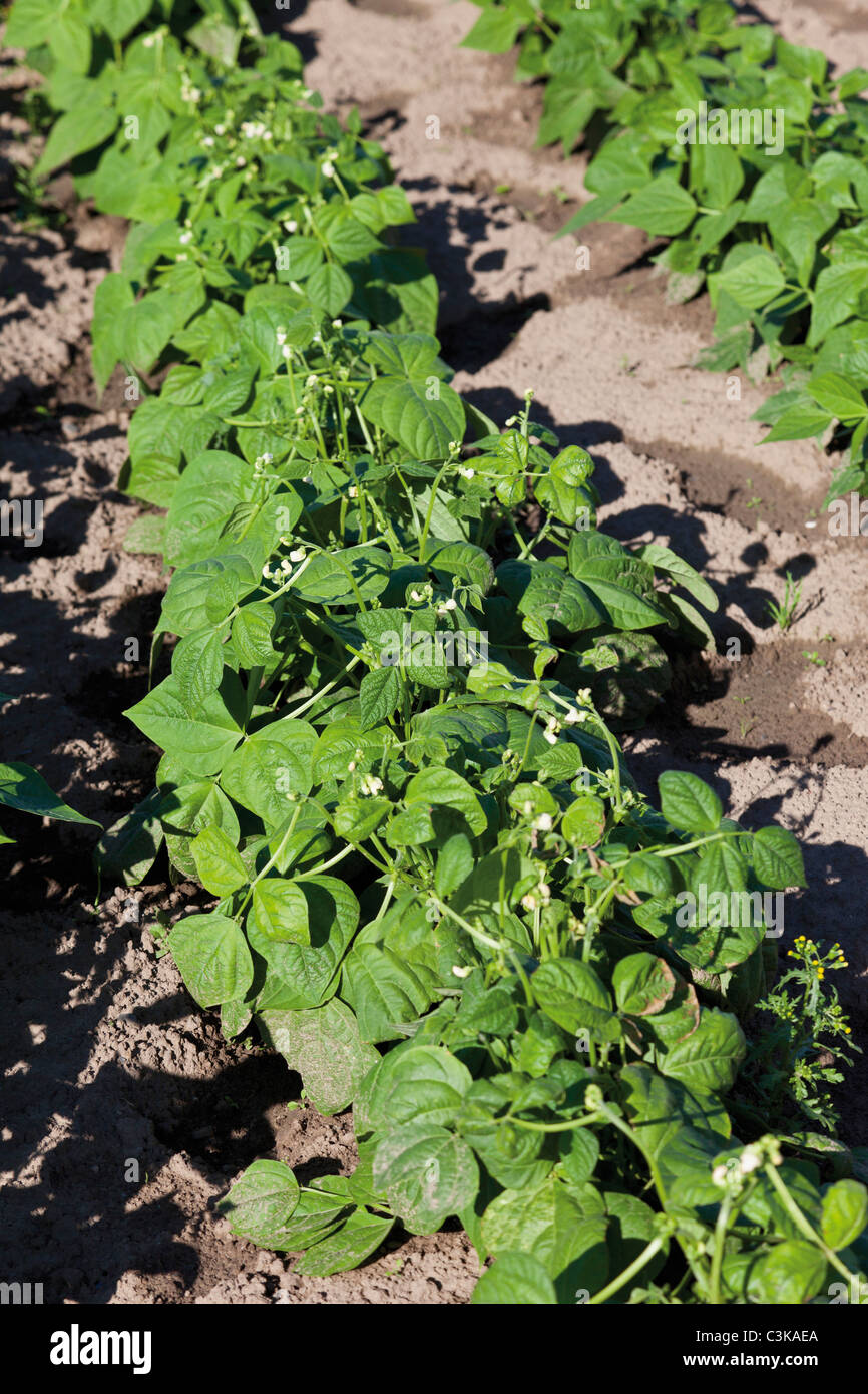 French beans growing in field Stock Photo