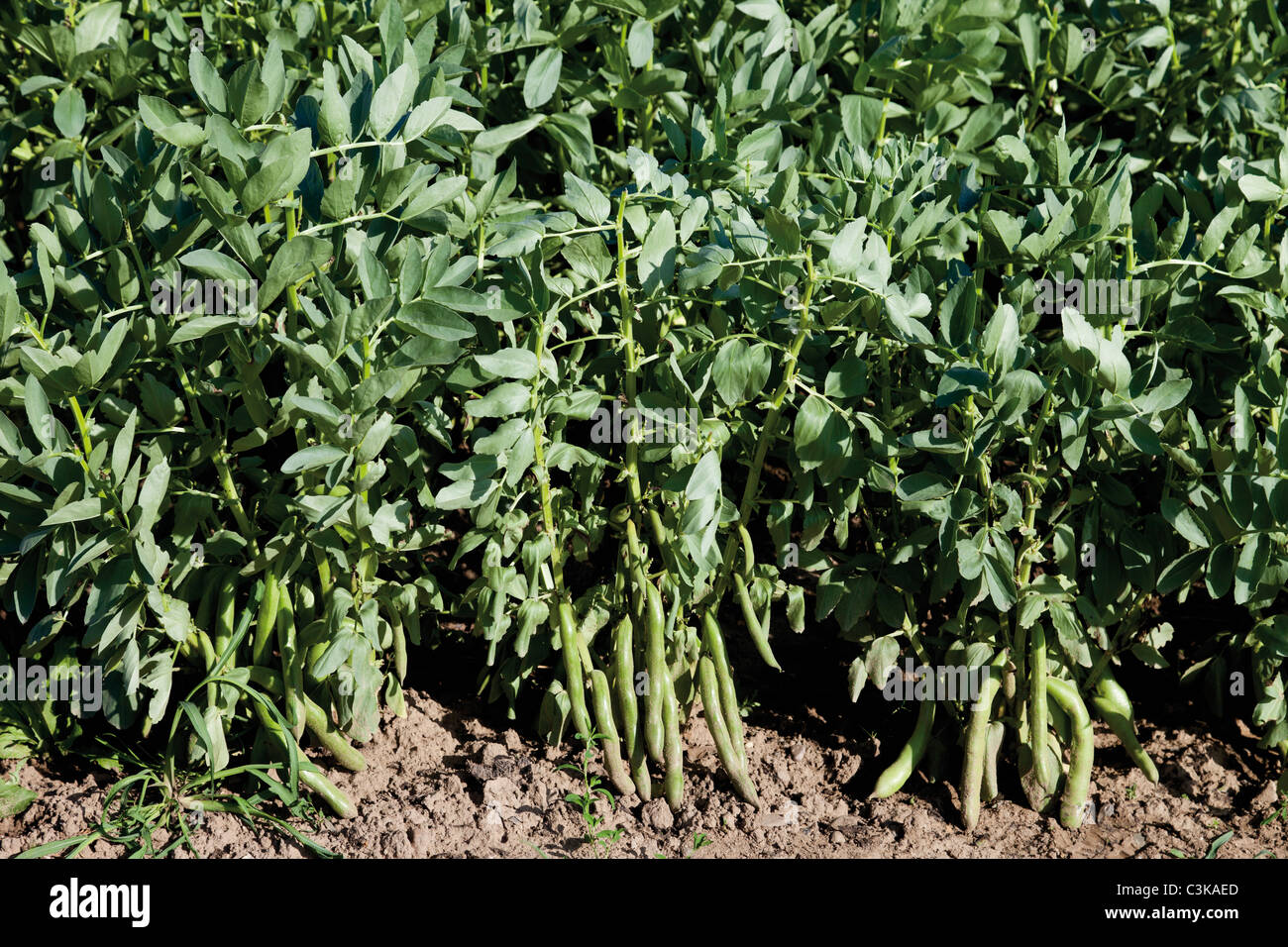 Beans growing in field Stock Photo