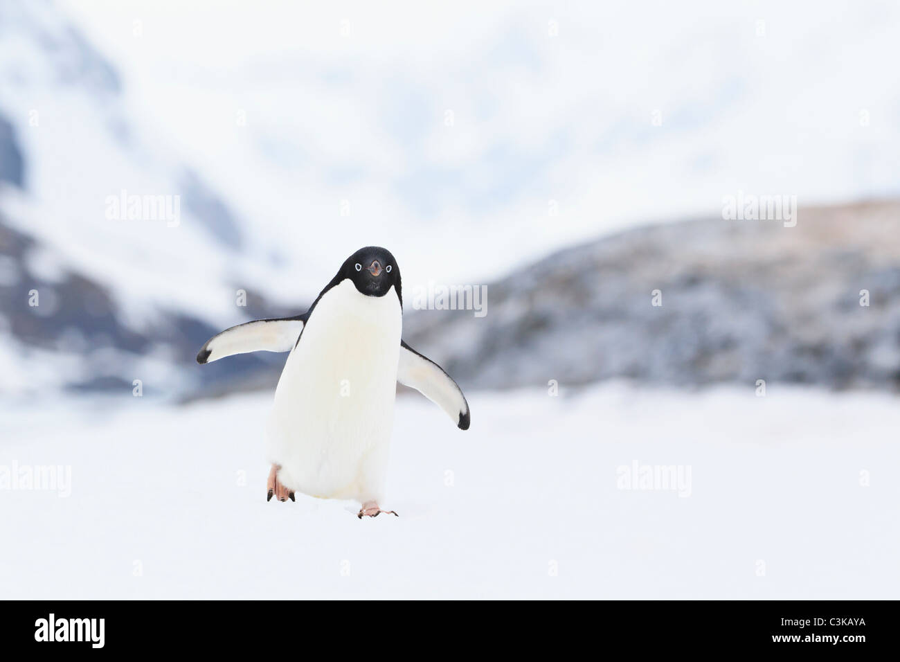South Atlantic Ocean, Antarctica, Antarctic Peninsula, Lemaire Channel