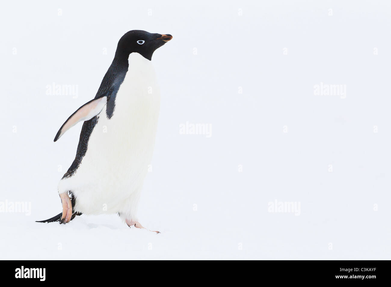 South Atlantic Ocean, Antarctica, Antarctic Peninsula, Lemaire Channel