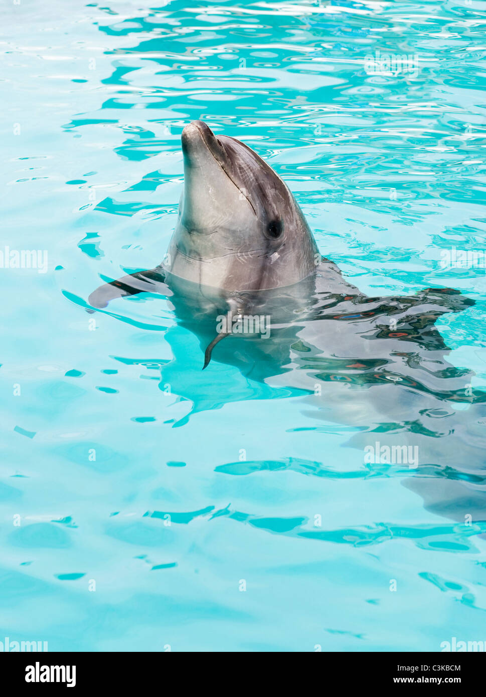 Bottlenosed dolphin Stock Photo