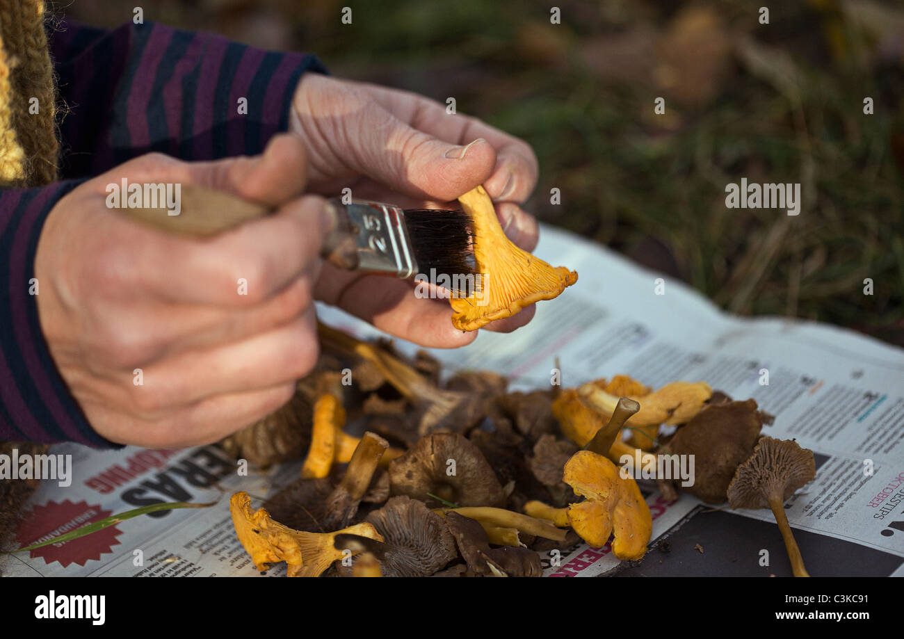 Hands cleaning chanterelles with paintbrush Stock Photo Alamy