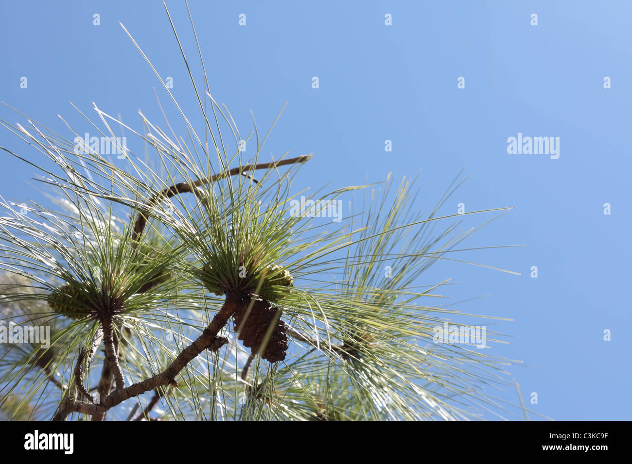 Needle Pine Tree Stock Photo