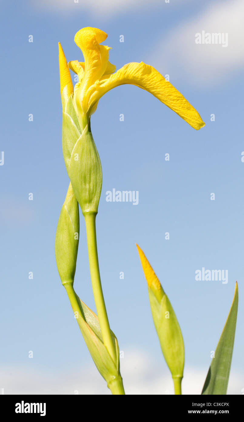 Iris pseudacorus ~ Yellow Flag Iris Stock Photo