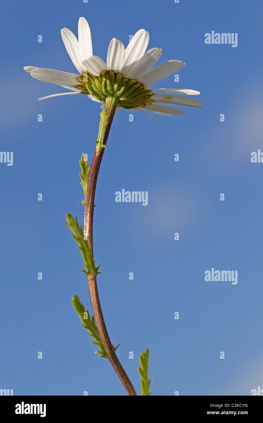 Leucanthemum vulgare, Oxeye daisy in blue skies Stock Photo