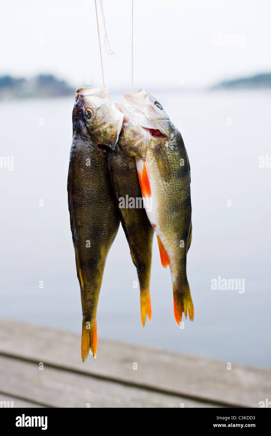 Catch of fish hanging on string, close-up Stock Photo