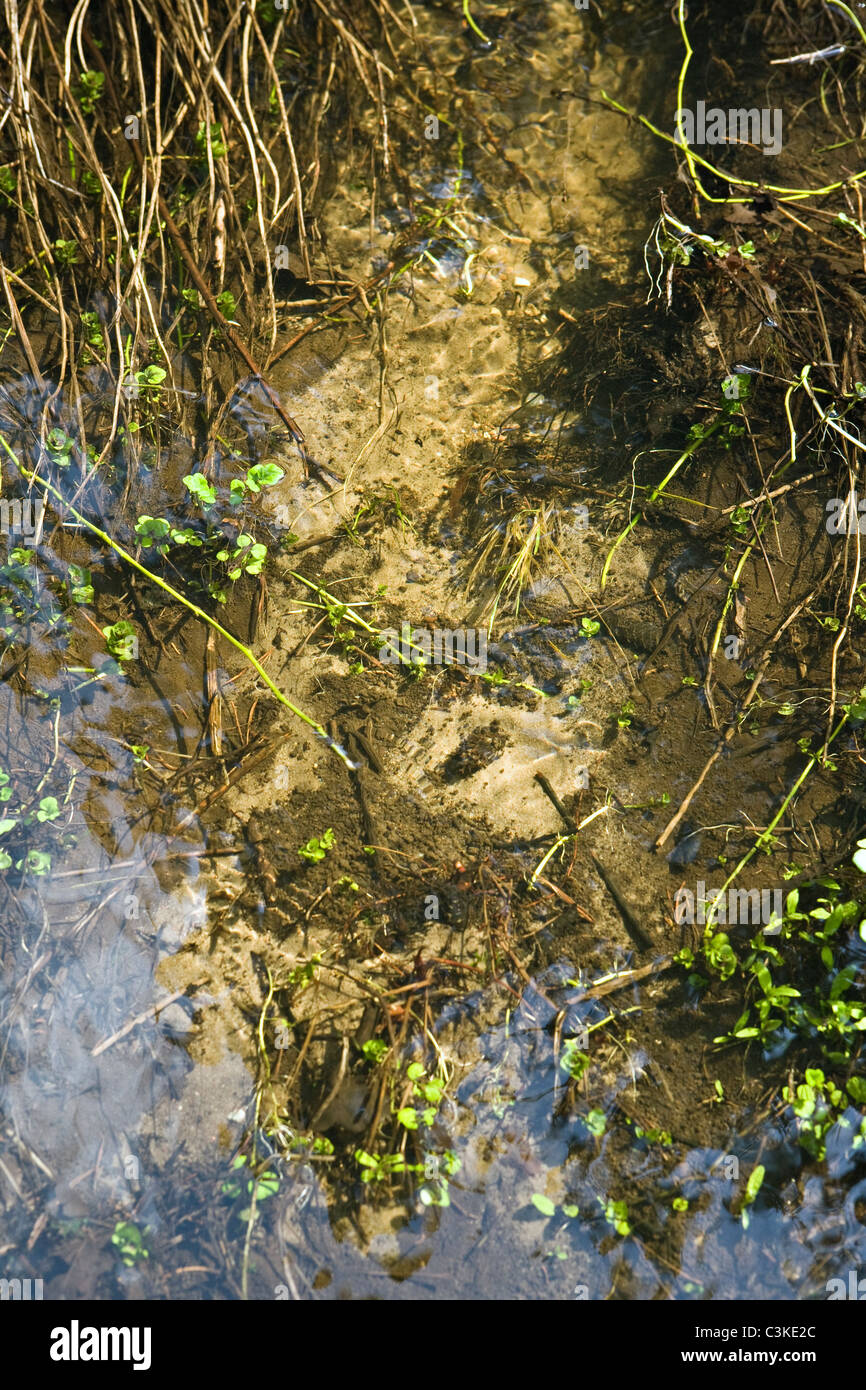 Brook waters in Nature Reserve Cuzu Mire Kurzeme Latvia Stock Photo
