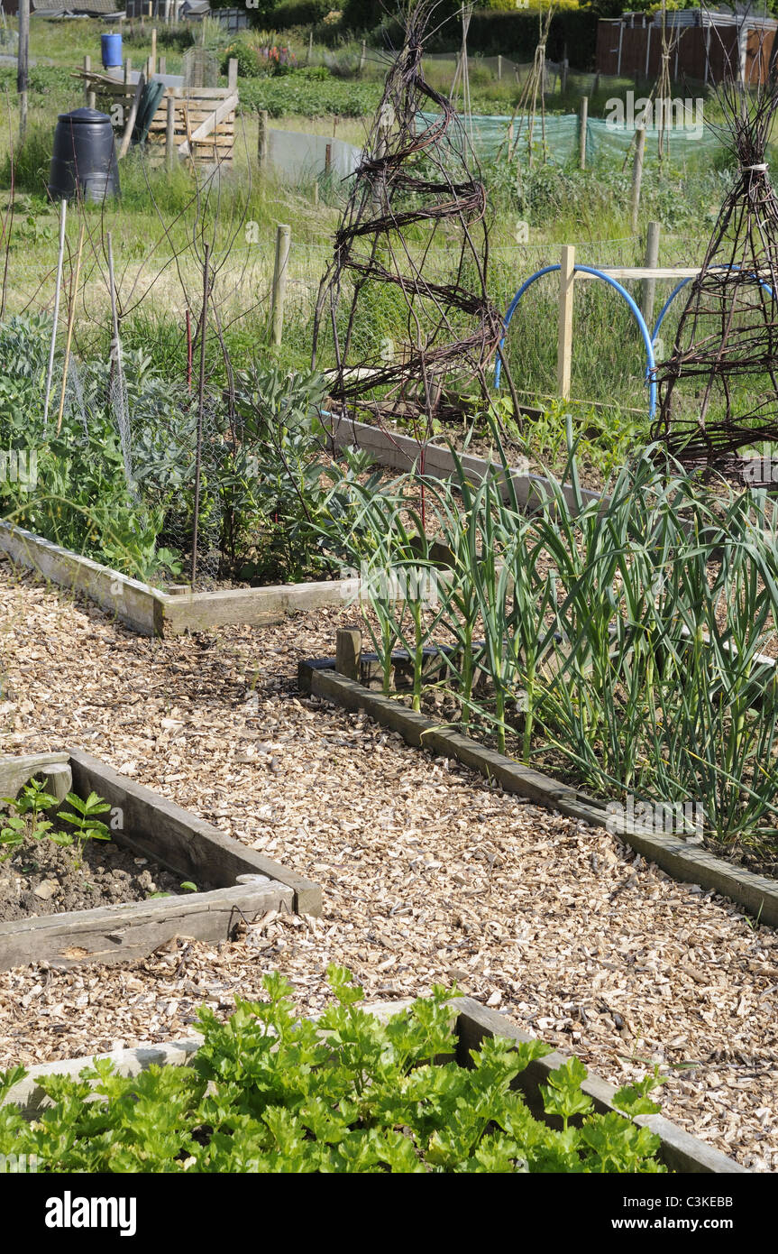 Allotment raised beds with woodchip paths, beds containing early summer