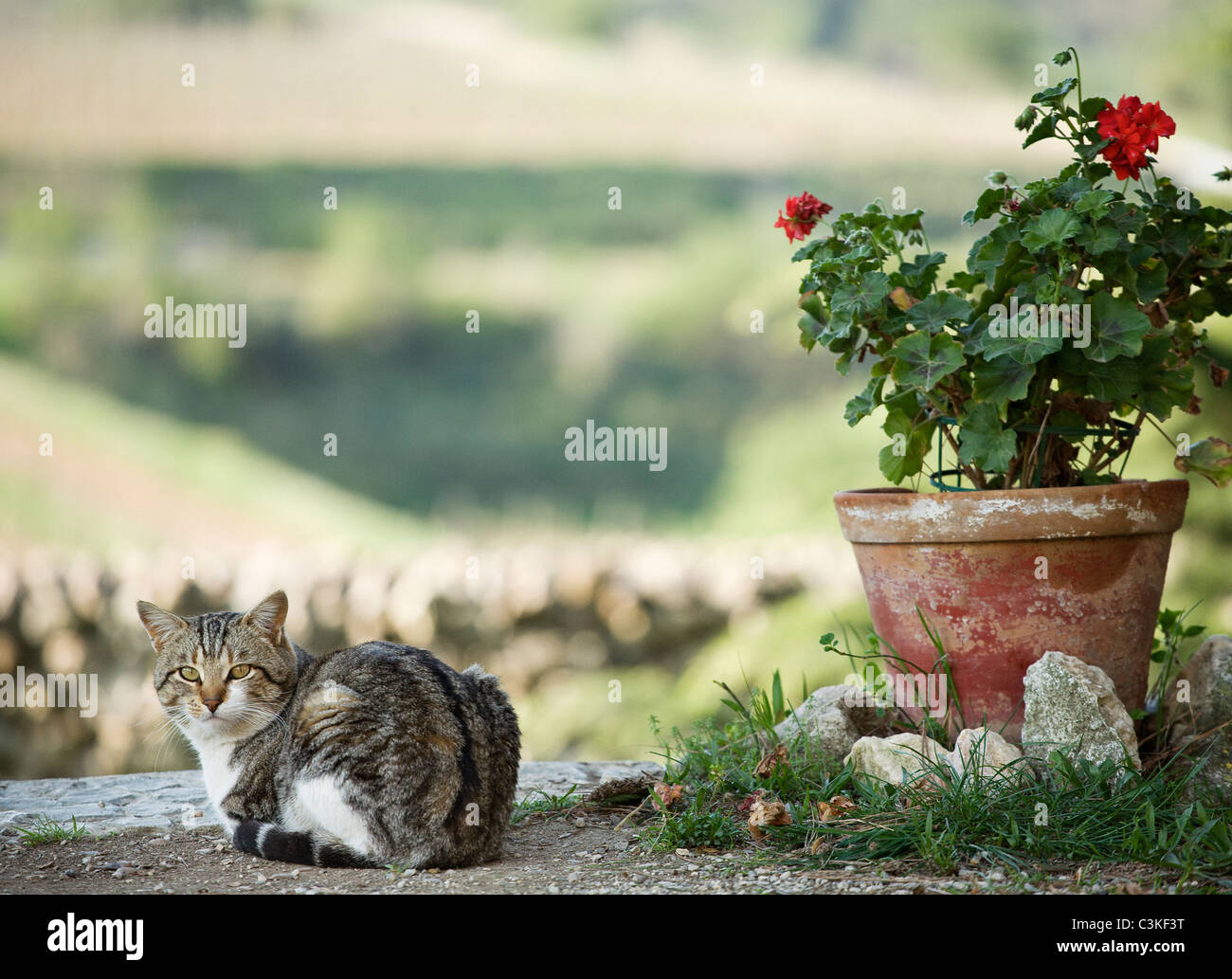 Cat sitting in flower pot hi-res stock photography and images - Page 2 -  Alamy