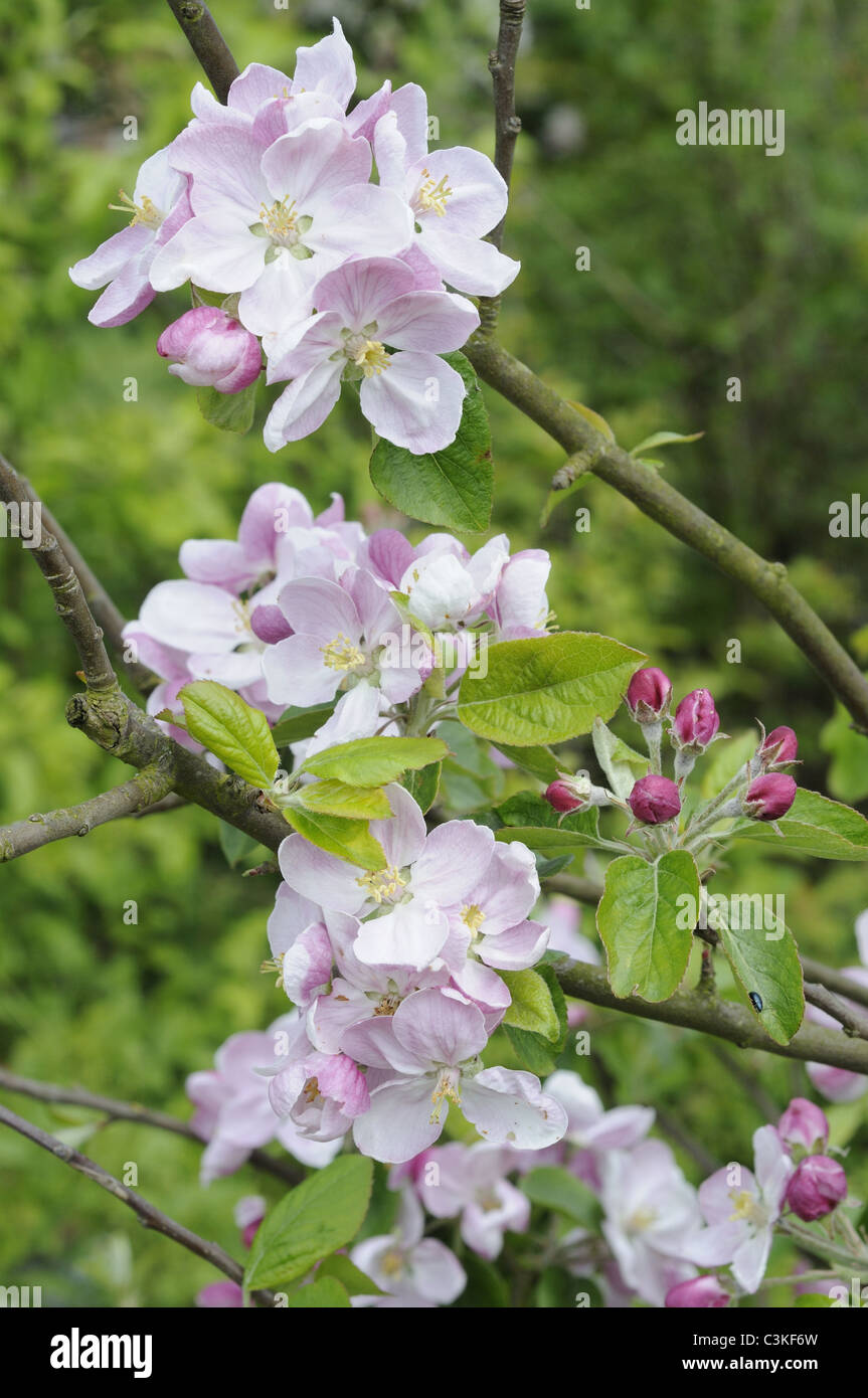 Bee apple blossom uk hi-res stock photography and images - Alamy