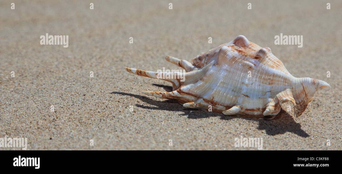 Sea shell lying on the sand Stock Photo - Alamy