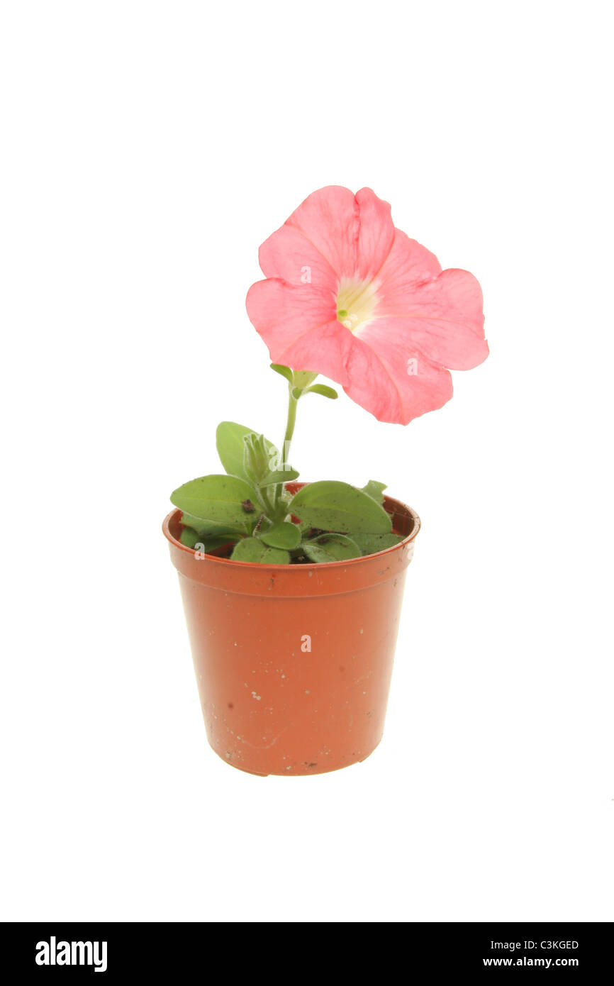 Small petunia seedling with a single flower in a pot isolated against white Stock Photo