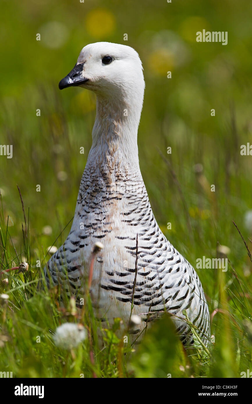 Upland goose in grass hi-res stoc…