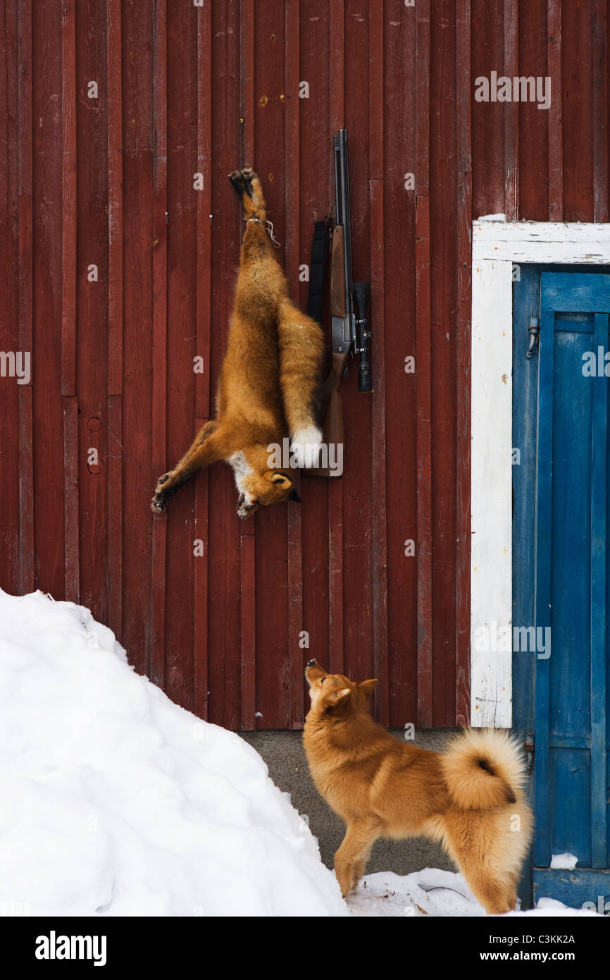 A dog, a fox and a gun, Norrland, Sweden. Stock Photo