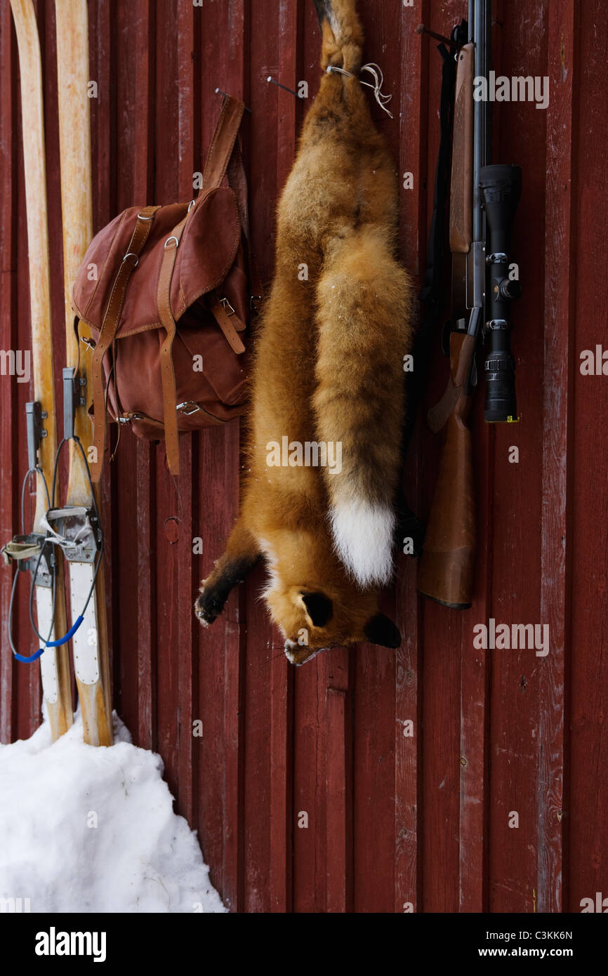 A fox and a gun, Norrland, Sweden. Stock Photo