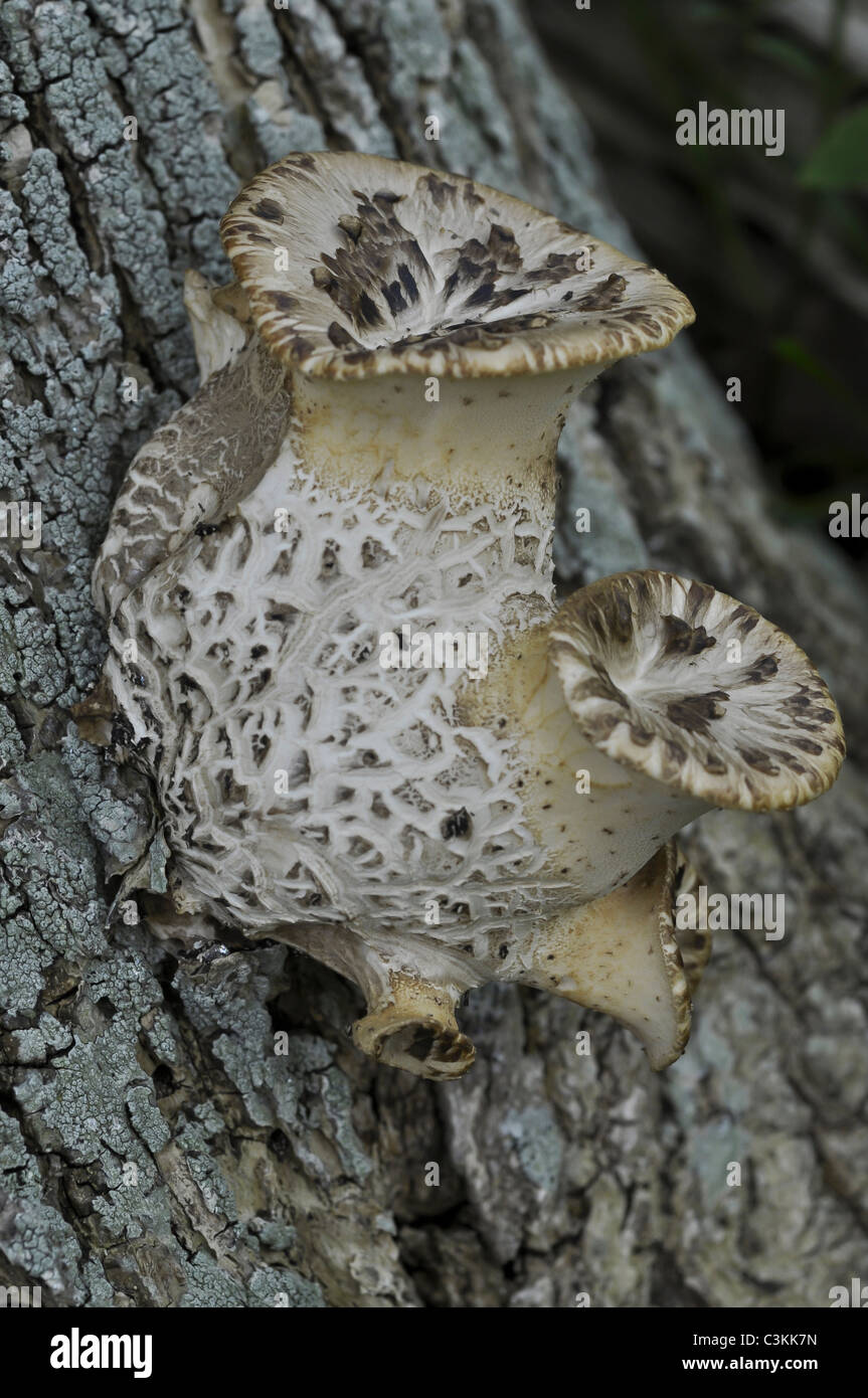 Polyporus Squamosus Bracket Fungi growing on rotting tree Stock Photo
