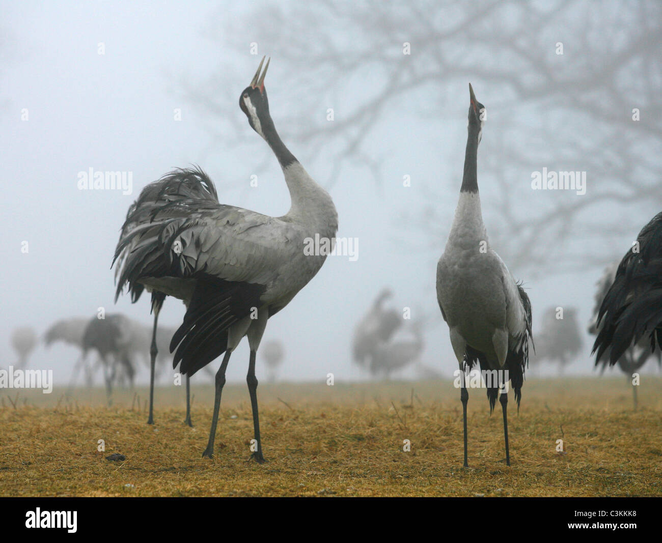 Flightless birds standing on meadow Stock Photo