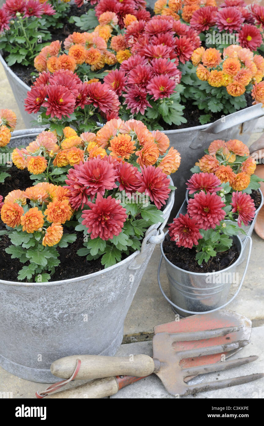 Miniature Autumn chrysanthemums, planted in old galvanised containers, Norfolk, UK, October Stock Photo