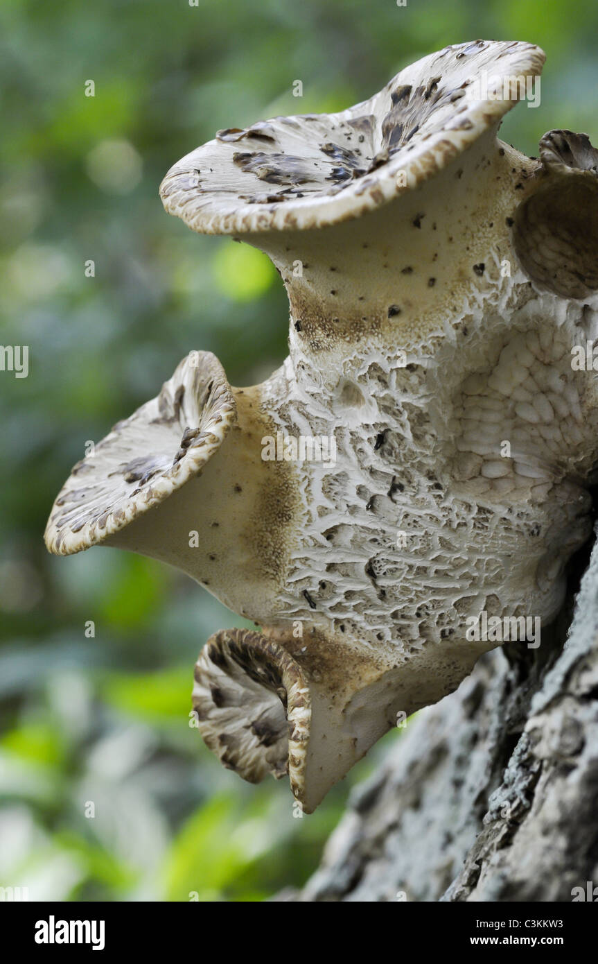 Polyporus Squamosus Bracket Fungi growing on rotting tree Stock Photo