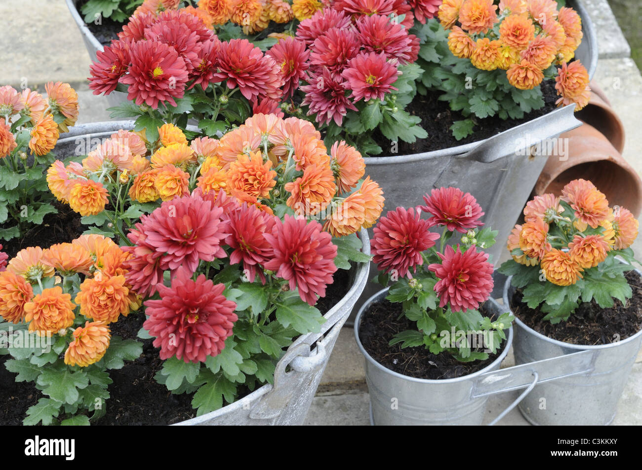 Miniature Autumn chrysanthemums, planted in old galvanised containers, Norfolk, UK, October Stock Photo