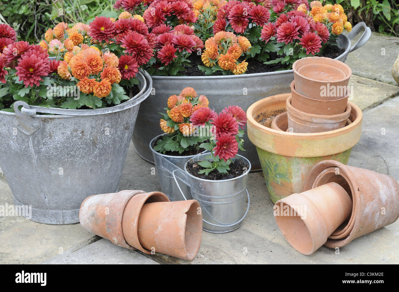 Miniature Autumn chrysanthemums, planted in old galvanised containers on garden patio, Norfolk, UK, October Stock Photo