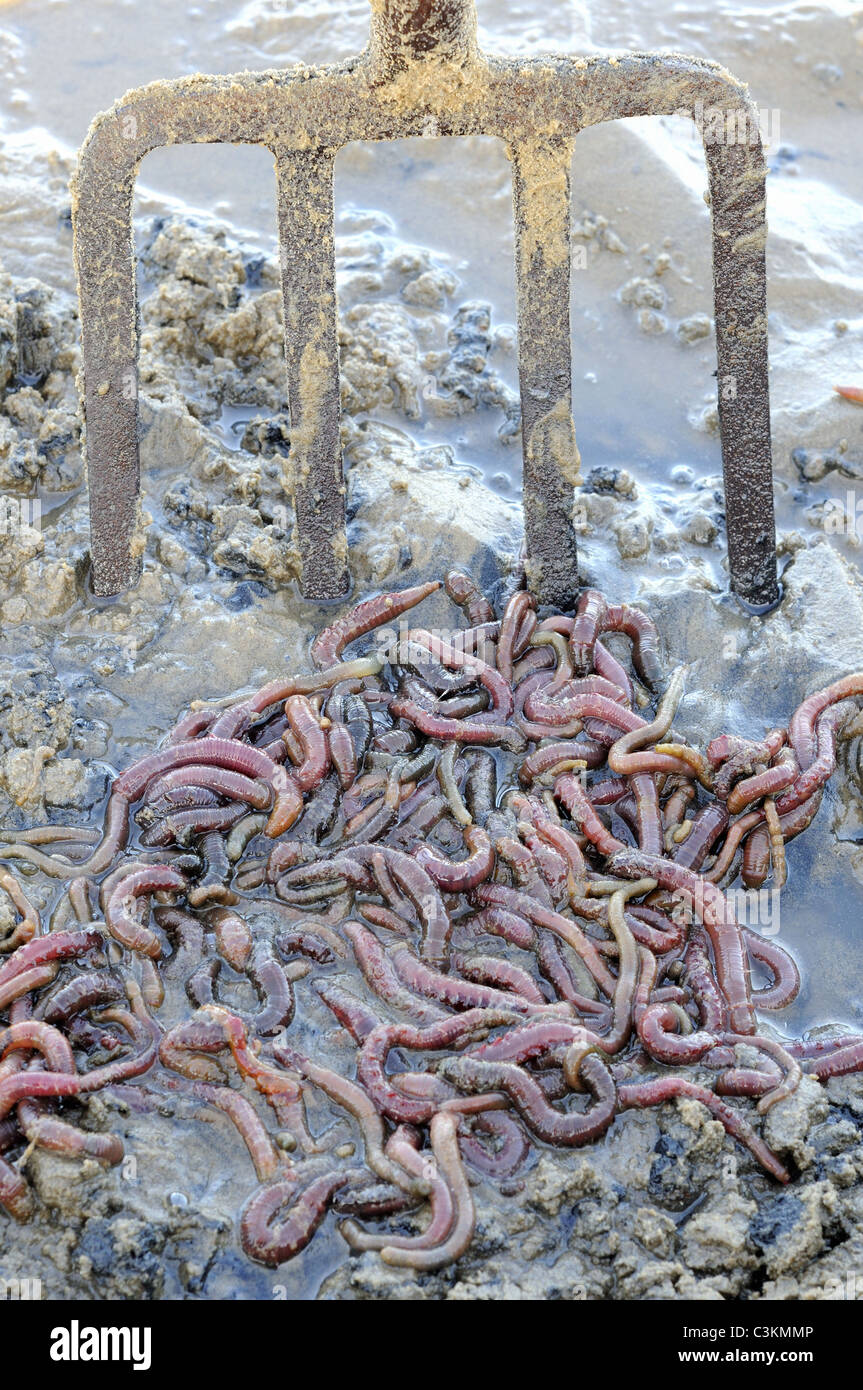 Lugworms hi-res stock photography and images - Page 3 - Alamy