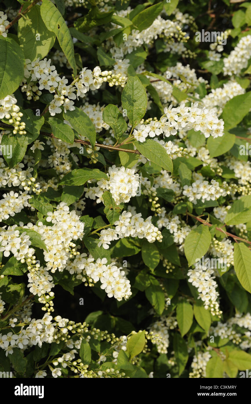 Bird Cherry, 'prunus padus', in full blossom in hedgerow, Norfolk, England, April Stock Photo