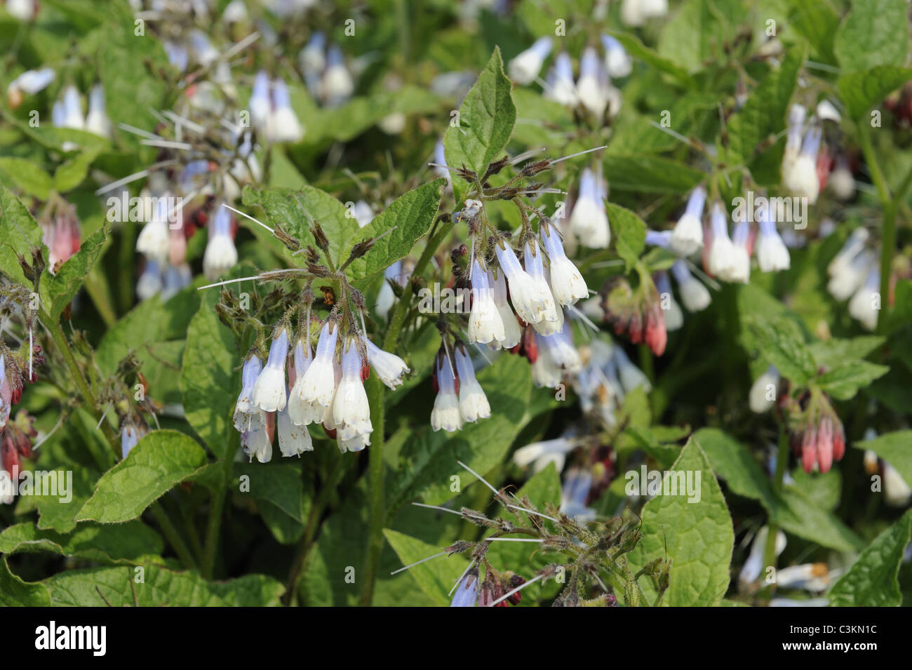 Comfrey, symphytum ibericum, 'Hidcote Blue', Norfolk, England, April Stock Photo