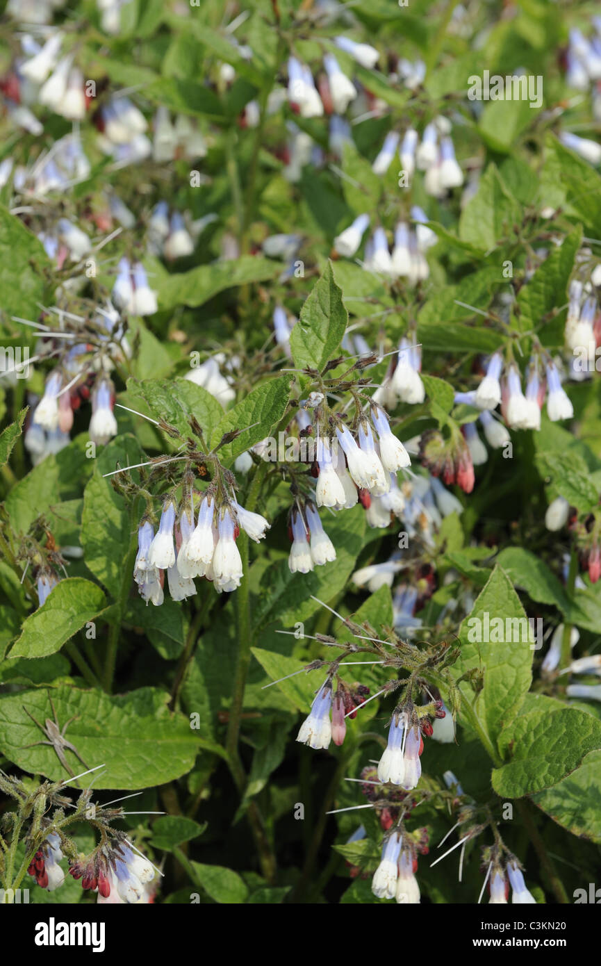 Comfrey, symphytum ibericum, 'Hidcote Blue', Norfolk, England, April Stock Photo
