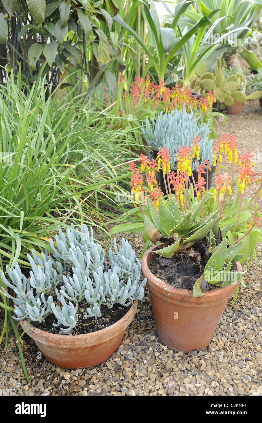 Large greenhouse, Various succulents growing in large greenhouse, Uk, March Stock Photo