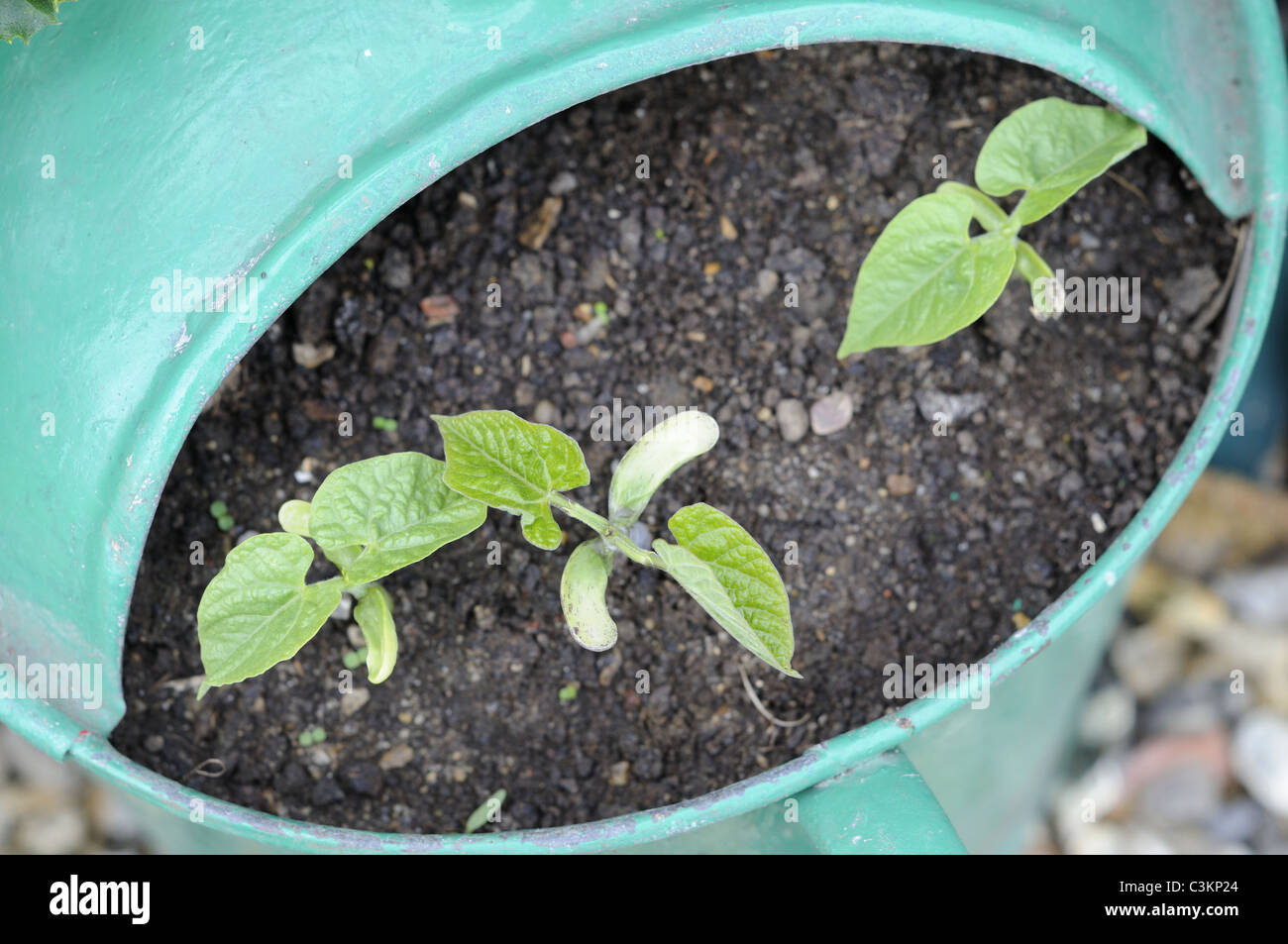 Container vegetables, dwarf french bean seedlings in old watering can, UK, June Stock Photo Alamy