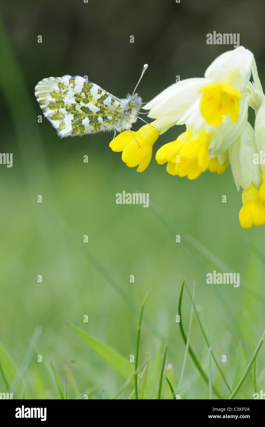 UK Butterfly, Orange tip, 'anthocharis cardamines' female resting on flower, Norfolk, England Stock Photo