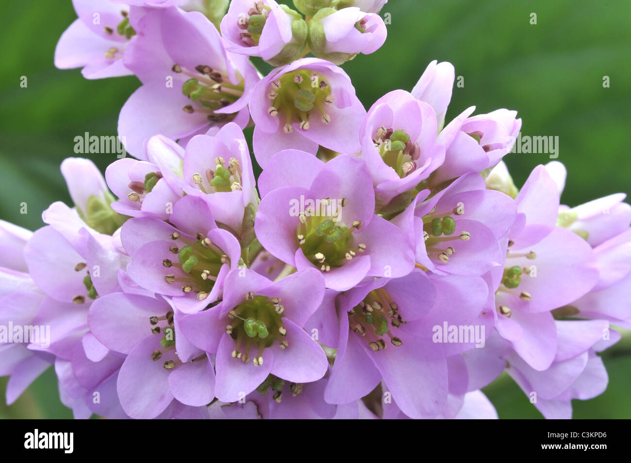 Bergenia cordifolia purpurea hi-res stock photography and images - Alamy