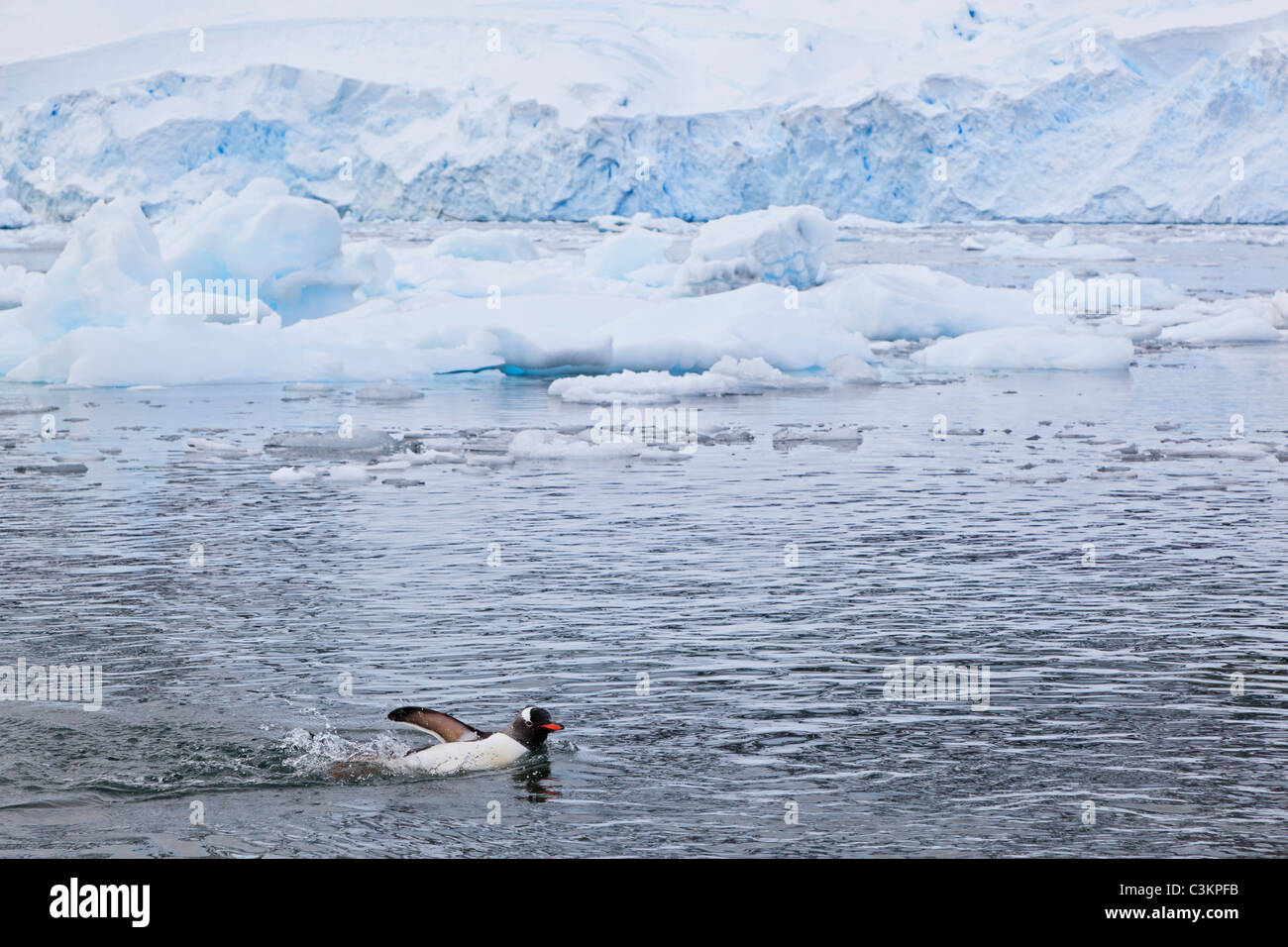 South Atlantic Ocean, Antarctic, Antarctic Peninsula, Gerlache Strait
