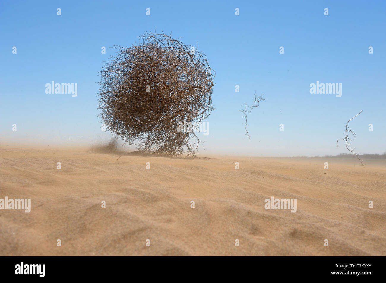 Tumbleweed hires stock photography and images Alamy