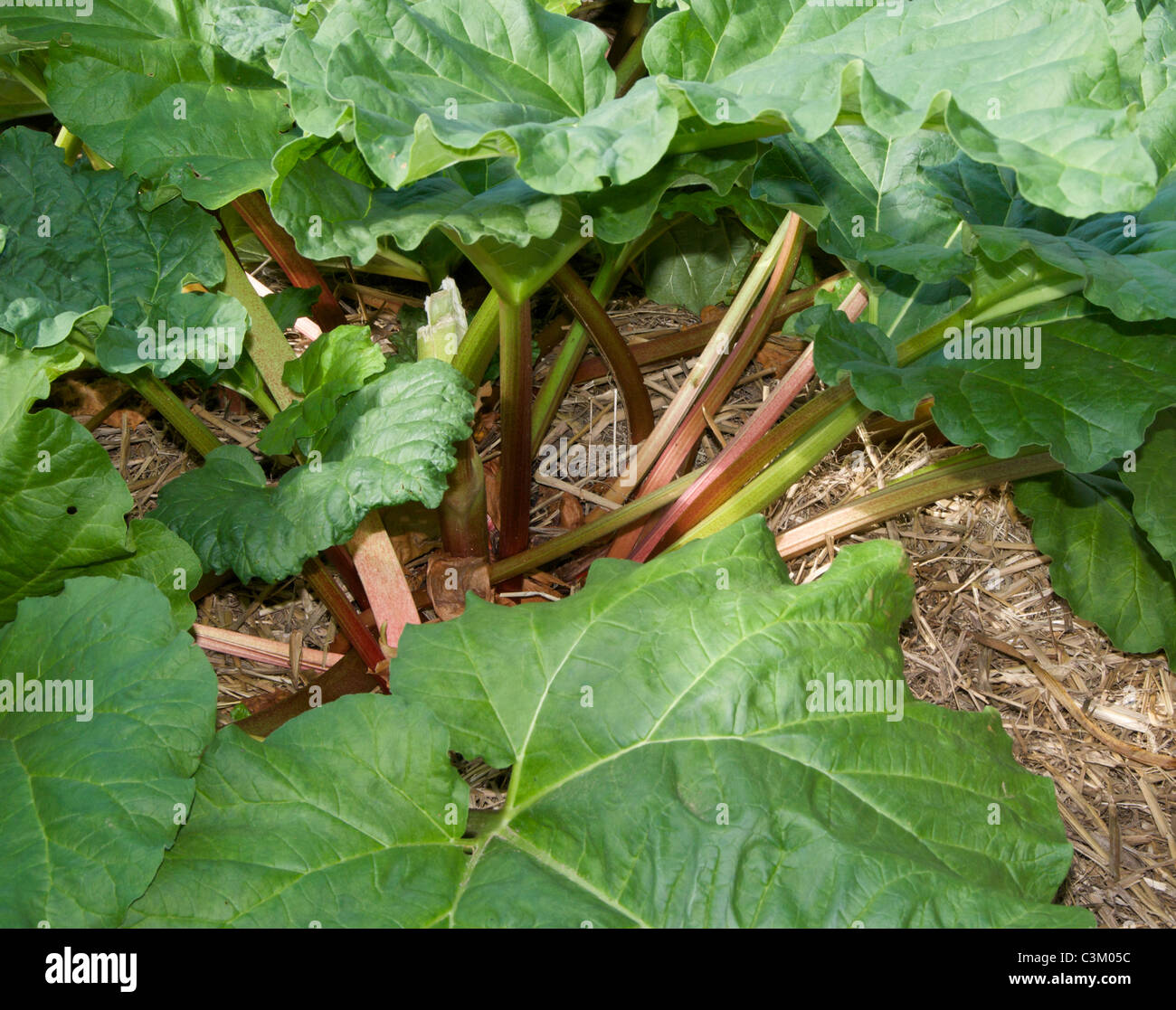 Rhubarb a well loved culinary treat in early springin the UK Stock Photo