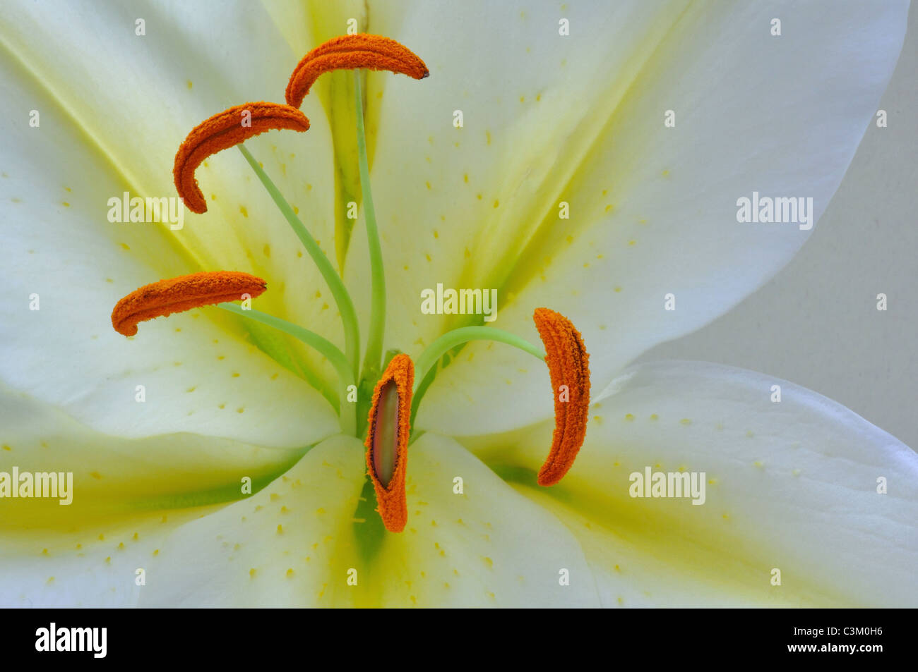White lily, showing five Stamens and Filaments Stock Photo