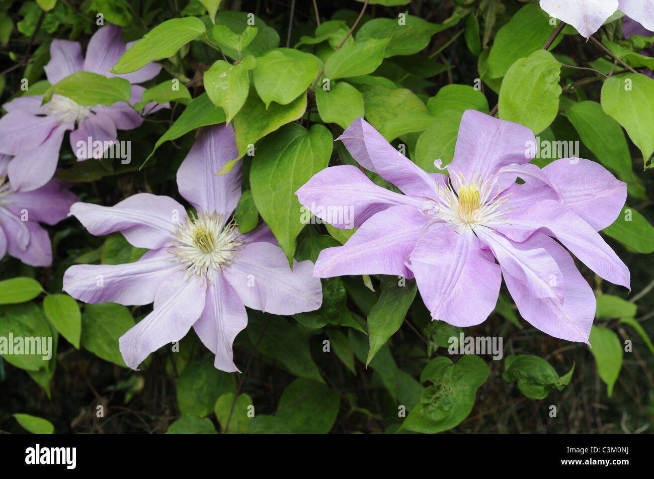 Clematis, 'Dorothy Tolver', Early large flowered variety, flowers in full bloom, Uk, June Stock Photo