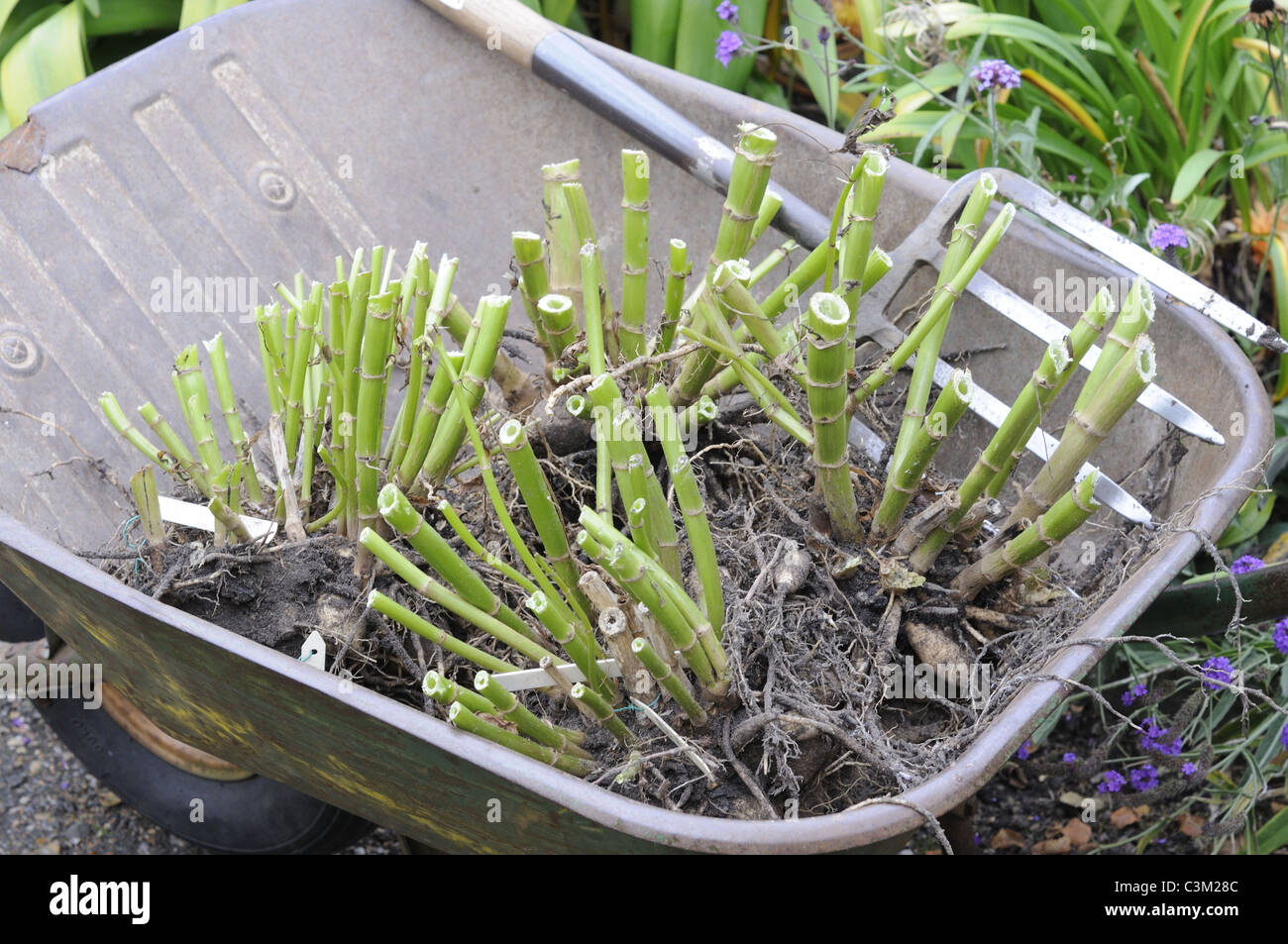 Dahlia tubers, freshly dug tubers in wheelbarrow, ready for winter